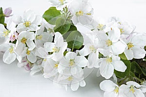 A beautiful sprig of an apple tree with white flowers against a white wooden background. Blossoming branch. Spring still