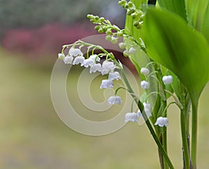 beautiful sprig of fresh lily of valley blooming in a garden.