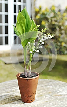 beautiful sprig of fresh lily of valley blooming in a potted on a table in a garden.