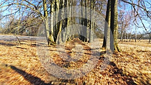 A beautiful spring alley of old trees recedes into the distance