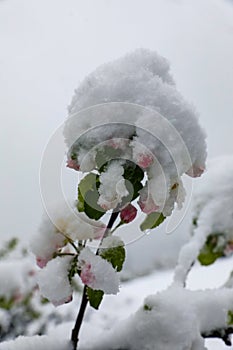 Snow over apple tree flowers. close up photo