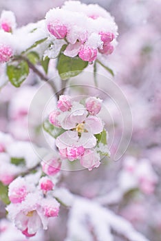 Beautiful spring apple blossoms covered with snow. Bloom tree flowers covered in snow. Spring frost over may blooming