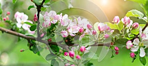 Beautiful spring background with blooming pink apple tree flowers. Springtime background with sunlight rays