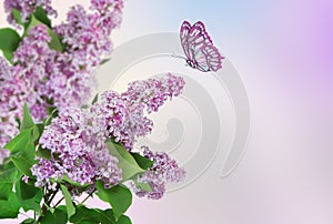 Beautiful spring background. Butterfly flies to a lilac flower.