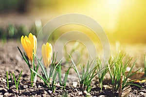 Beautiful spring background with close-up of blooming yellow and purple crocus. First flowers on a meadow in park under bright sun