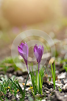 Beautiful spring background with close-up of blooming yellow and purple crocus. First flowers on a meadow in park under bright sun