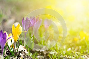 Beautiful spring background with close-up of blooming yellow and purple crocus. First flowers on a meadow in park under bright sun