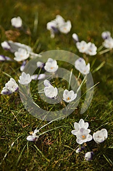 Beautiful spring background with close up of a group of blooming purple and white crocus flowers on a meadow.