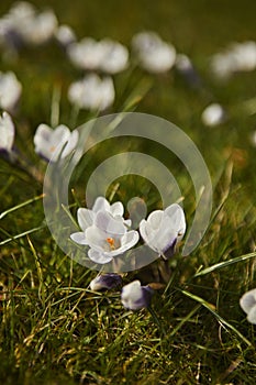 Beautiful spring background with close up of a group of blooming purple and white crocus flowers on a meadow.