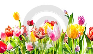 Beautiful spring background of colourful tulips