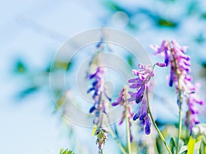 Beautiful spring background with cute violet flowers