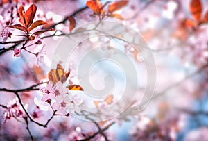 Beautiful spring background with pink cherry blossoms and light