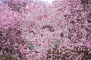 Beautiful spring background with pink flowers of cherry tree in spring time in Prague park