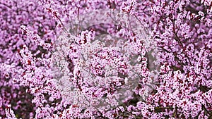Beautiful spring background with pink flowers of cherry tree in spring time in Prague park
