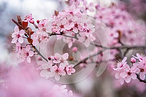 Beautiful spring background with pink flowers of cherry tree in spring time in Prague park