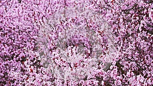 Beautiful spring background with pink flowers of cherry tree in spring time in Prague park