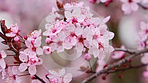 Beautiful spring background with pink flowers of cherry tree in spring time in Prague park