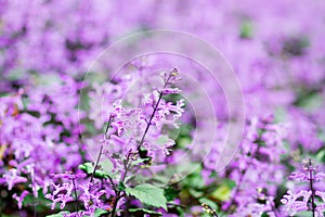 Beautiful spring background with Salvia farinacea Benth. photo