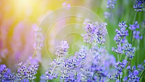 Beautiful spring background. Selective focus. Shallow depth of field. Lavender bushes closeup on sunset