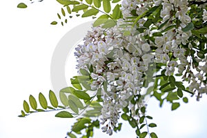 Beautiful spring background with white flowers. White flowering branches of Black locust or Robinia pseudoacacia