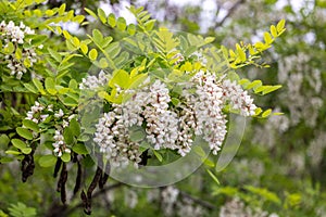 Beautiful spring background with white flowers. White flowering branches of Black locust or Robinia pseudoacacia