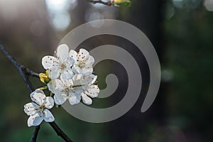 Beautiful spring background with whity flowers of cherry tree blossoms in the early spring