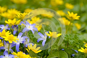 Beautiful spring background. Yellow and purple spring flowers.