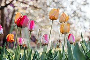 Beautiful spring background with yellow and red tulips against white blossomy cherry trees