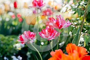 Beautiful spring background with yellow and red tulips against white blossomy cherry trees