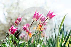 Beautiful spring background with yellow and red tulips against white blossomy cherry trees