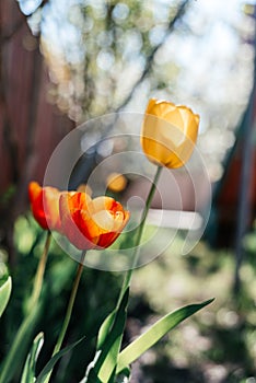 Beautiful spring background with yellow and red tulips against white blossomy cherry trees