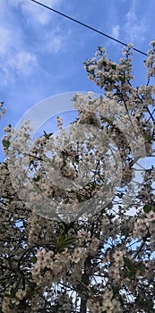 Beautiful spring ble sky and some pretty sakura photo