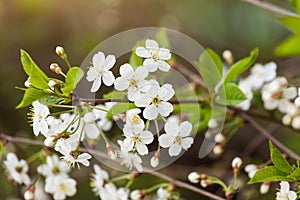 Spring bloom  blossom  white flowers on cherry tree branch closeup  macro. Bokeh abstract background