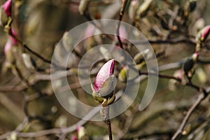 Beautiful spring bloom for magnolia trees pink flowers