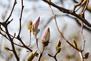 Beautiful spring bloom for magnolia trees pink flowers