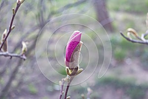 Beautiful spring bloom for magnolia trees pink flowers