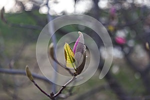 Beautiful spring bloom for magnolia trees pink flowers