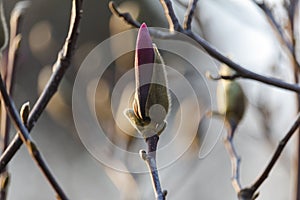 Beautiful spring bloom for magnolia trees pink flowers