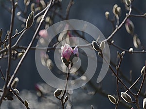 Beautiful spring bloom for magnolia trees pink flowers