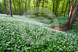 Beautiful spring blooming beech forest with beautiful white wild garlic, wild onions Allium ursinum, garlic flower edible and