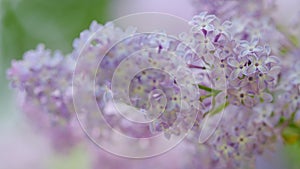 Beautiful spring blooming lilac flowers. Nature blooming macro flowers backdrop. Slow motion.