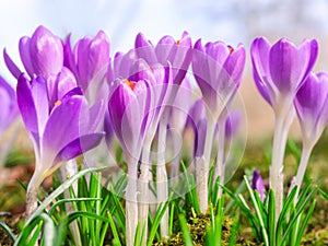 Beautiful spring blooming purple crocus flowers