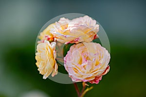 Beautiful Spring Blossom