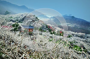 Spring blossom in Gwangyang, South Korea, during Maehwa flower festival.