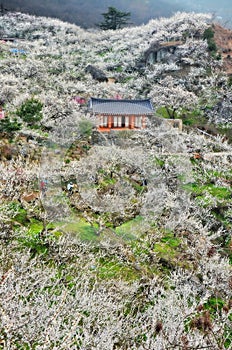 Spring blossom in Gwangyang during Maehwa flower festival. South Korea.  photo