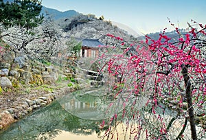 Spring blossom in Gwangyang, South Korea, during Maehwa flower festival. South Korea photo