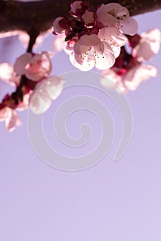 Beautiful Spring blossom of pink apricot flowers