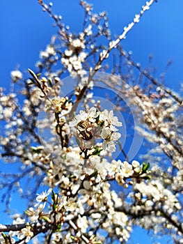 Beautiful spring blossom tree branch on a clear blue sky background and white flowers. Nature seasonal wallpaper