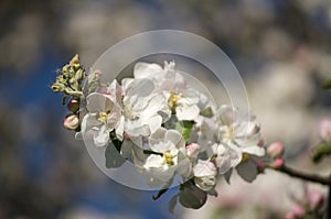 Beautiful spring blossoming apple tree