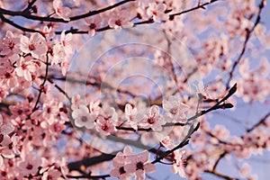Beautiful spring blossoms. Plum trees with fresh pastel pink flowers in bloom.